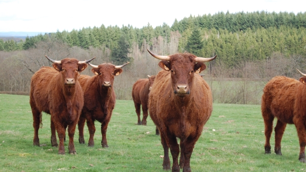 Regain d’intérêt pour les races bovines locales