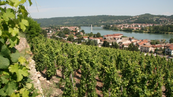 Les ventes d’AOC de la vallée du Rhône marquent le pas