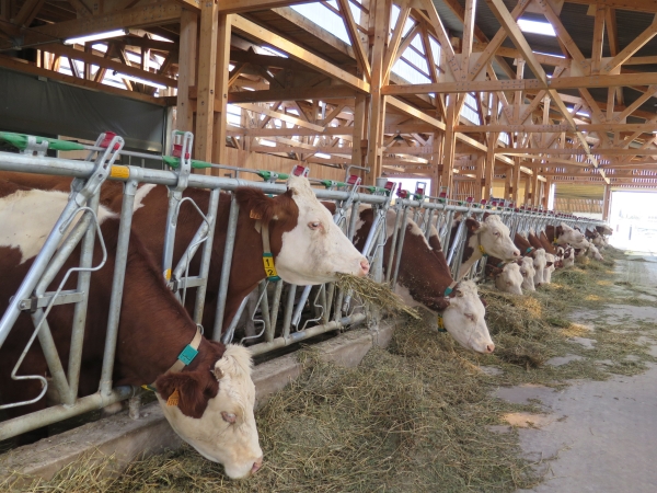 Pôle élevage : Lait ou viande, des réponses pour toutes les filières animales en bio