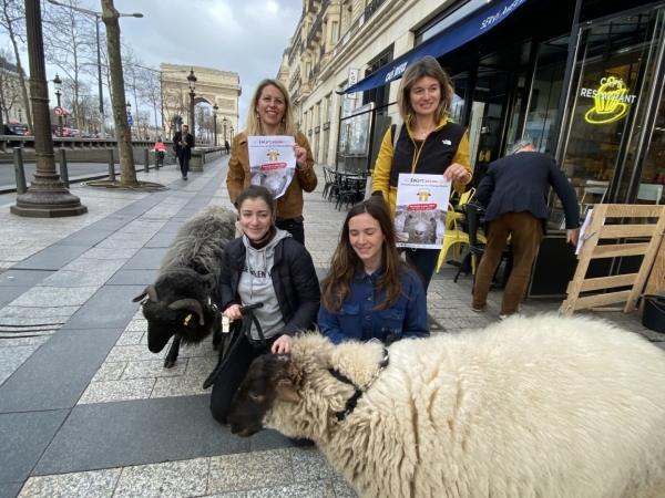 Folies Béarnaises : 2022 moutons sur les Champs-Élysées le 6 mars