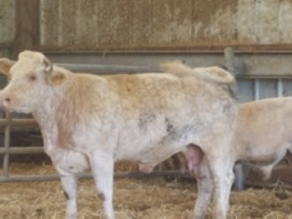 GDS 71 : Dès novembre, deux autres maladies bovines contrôlées sans surcoût