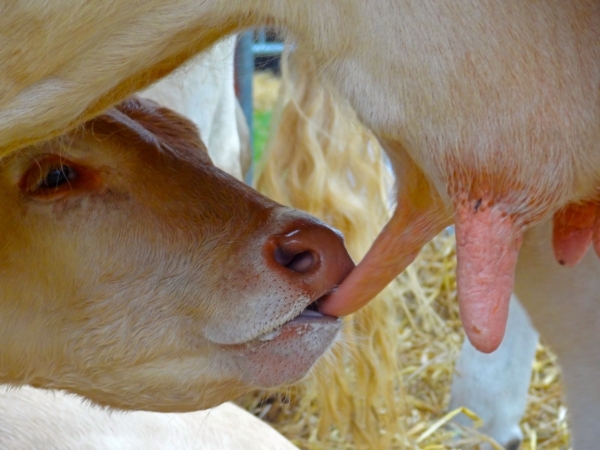 EXCLU WEB / Consommation : recul du lait bio