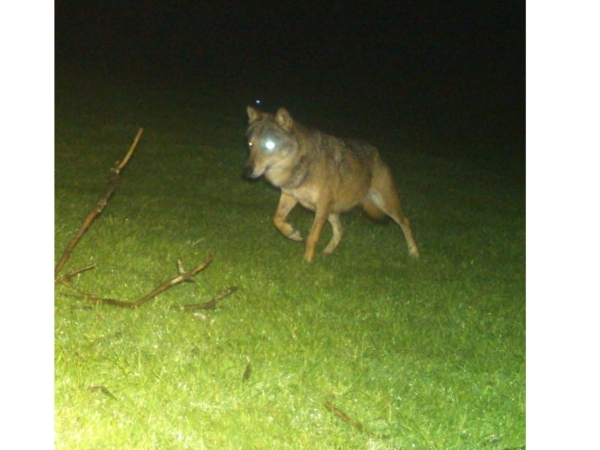Le loup a été photographié sur la commune de Dompierre-les-Ormes le 16 avril.