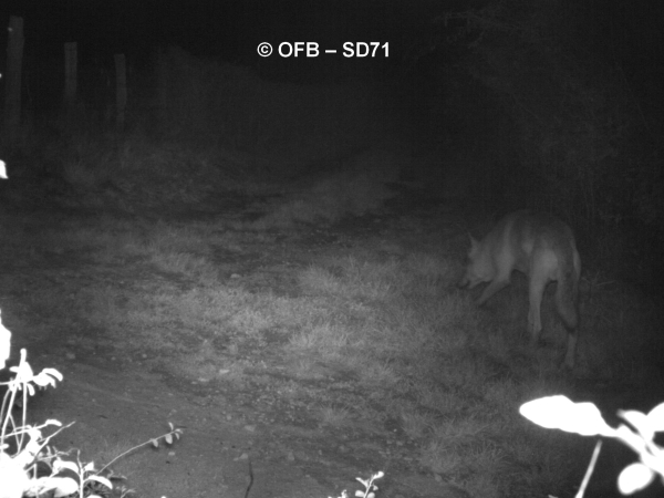 Un loup photographié à Morey, la brigade Loup sur place   