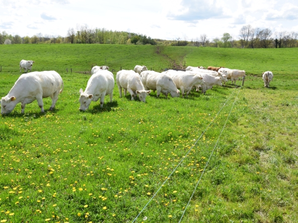 Des éleveurs témoignent sur le terrain de l'engraissement de bovins en pâturage tournant