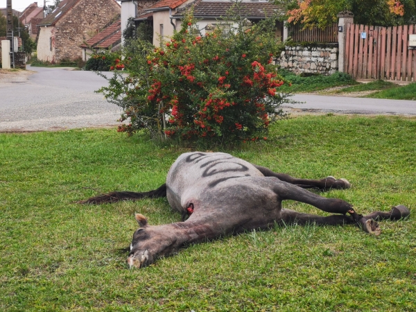 Un cheval de course attaqué par un prédateur au Rousset-Marizy