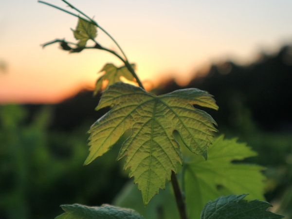 Usage des PNPP en viticulture bio : nouveau guide d'utilisation