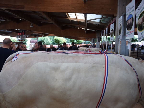 Le concours de bovins de boucherie de Saint-Christophe-en-Brionnais aura lieu le samedi 3 septembre