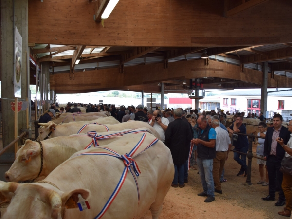 207 bovins de boucherie pour les 40 ans du concours de Saint-Christophe-en-Brionnais  !