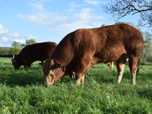 Génétique bovine : un projet d’évaluation européenne… 
