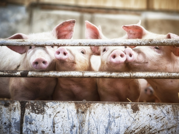 Porcs : 10 à 30 % des exploitations en cessation d’activité ?