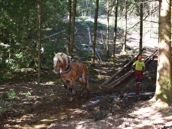 Le retour des chevaux pour le débardage forestier