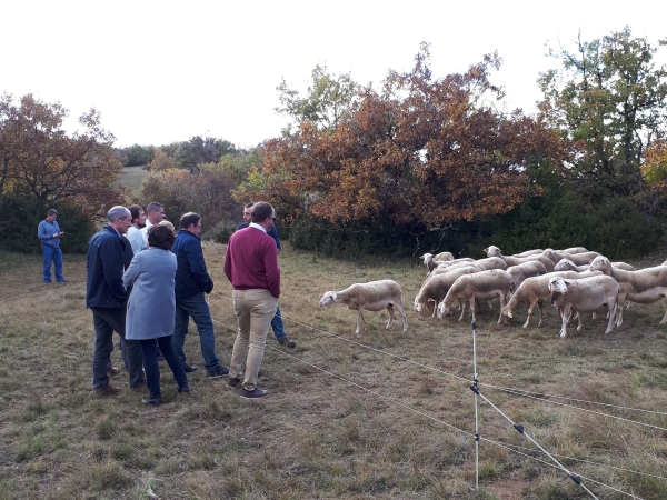 Les éleveurs ovins de Saône-et-Loire partent en Aveyron
