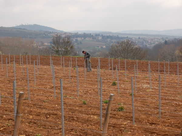 BIVB : résussir sa plantation de vignes 