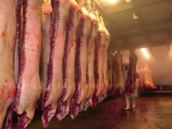 EXCLU WEB / Bresse : Des efforts en porc menacés par le prix de l’énergie