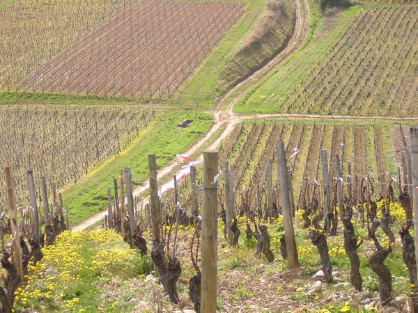 Dans le vignoble bourguignon, le défi du passage en bio