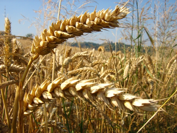 EXCLU WEB / 400 €/t : le nouveau seuil pivot du prix du blé