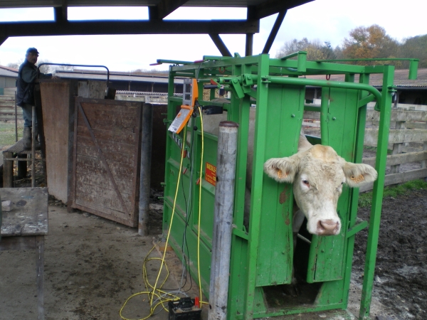 Reconduction des aides ovines et caprines, modification des règles pour les aides bovines (ABA et ABL)