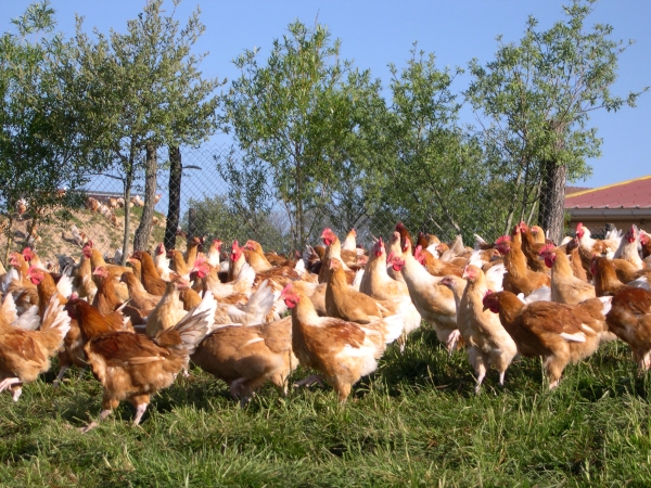Un plan d’actions contre la grippe aviaire