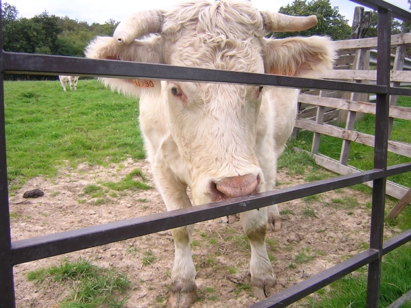 Filières animales : Trois scénarios d’avenir pour l’élevage français