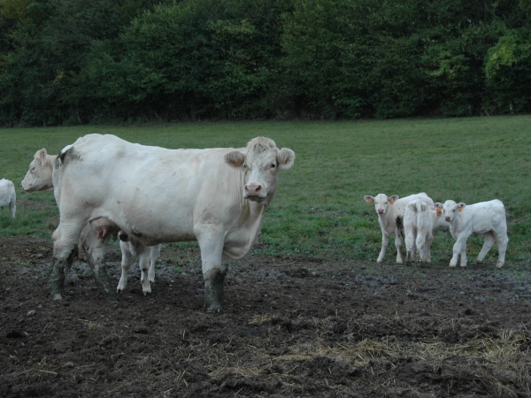 EXCLU WEB / Viande bovine : des cours en hausse pour longtemps ?