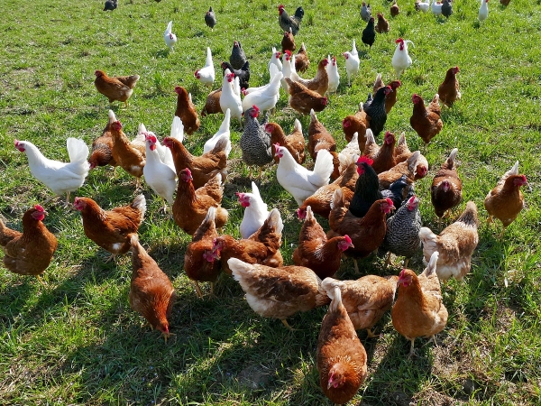 Avances d'indemnisation aux éleveurs des zones réglementées suite à l'épisode d'influenza aviaire 2022-2023