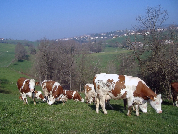 Les élevages laitiers français en panne de croissance
