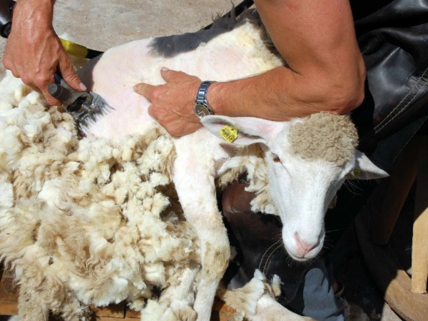 Revaloriser la laine et les peaux ovines