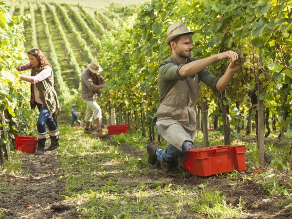 Vin : une production européenne stable malgré la sécheresse