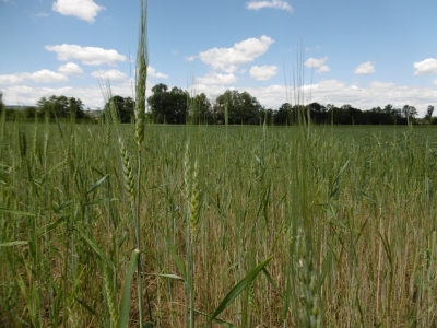 Les plantations de blé ancien de Terres Moulin Madame.