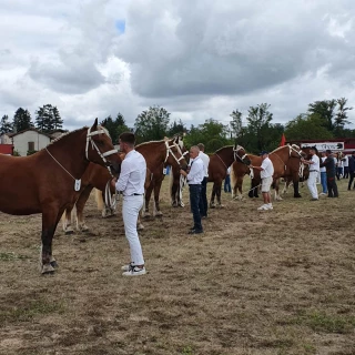 L’Ain a accueilli la finale régionale des concours de chevaux de trait