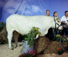 A L'Expo du futur, Jussie a été championne "Sans corne" en race charolaise