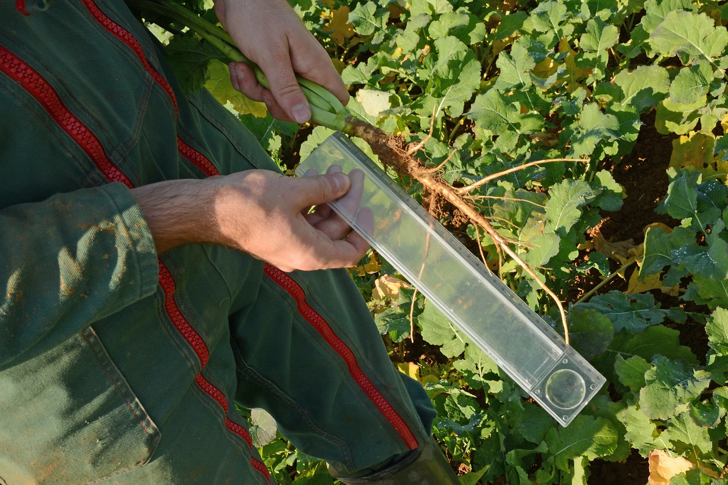 Pour réussir l’implantation des colzas, il faut s'en donner les moyens 
