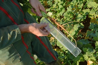 Pour réussir l’implantation des colzas, il faut s'en donner les moyens 