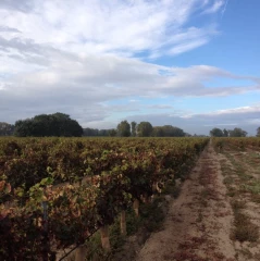 Les élèves du lycée de Fontaines à la découverte de la viticulture du Sud de la France