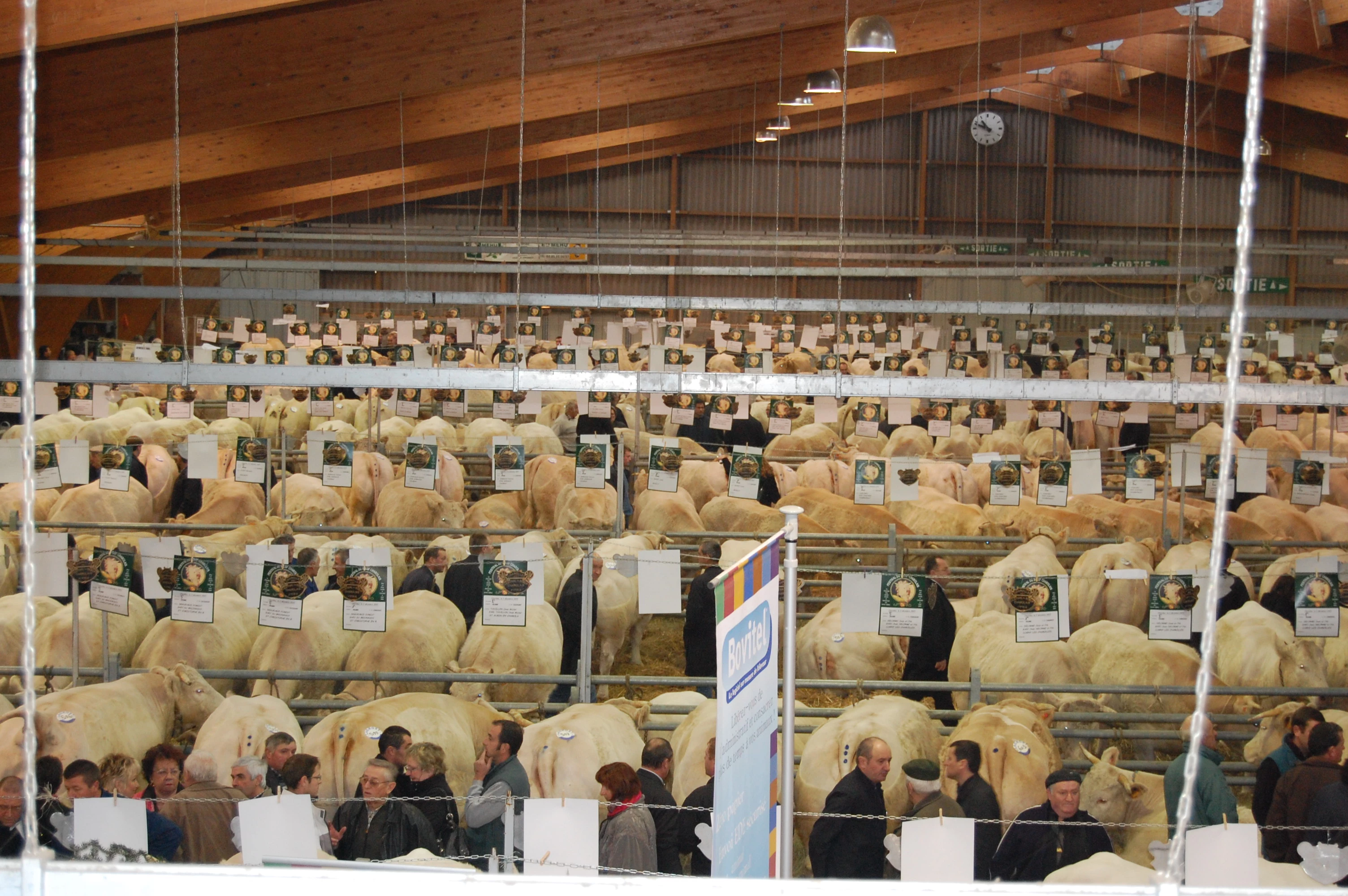 Le Festival du bœuf charolais se prépare à ouvrir ses portes... avec ou sans le ministre