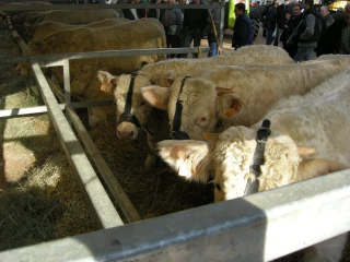 Retour sur la dernière Foire de la sainte Catherine à Tramayes