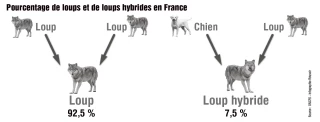 Les loups hybrides, c’est-à-dire issus de croisement entre chiens et loups, font débat depuis plusieurs mois dans la profession.