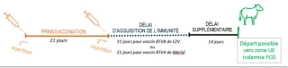 Vaccinations, désinsectisation, libre-circulation des animaux... ce qu'il faut retenir de la FCO