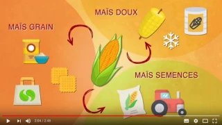 Maïs Connection ! découvrez l'appli qui vous permettra de tout savoir sur le maïs !