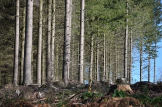 En Saône-et-Loire, la filière Forêt et Bois fait travailler 4.500 personnes de la forêt jusqu’à la construction bois...