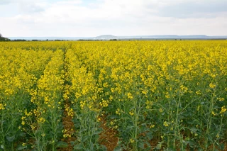 Anticiper le choix variétal de vos colza, explique Terres Inovia