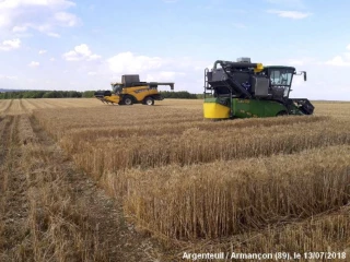 Blé tendre : quelles variétés semer à l’automne prochain ? selon Arvalis