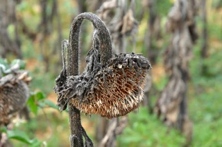 Tournesol  Récolter dès que possible les parcelles à maturité