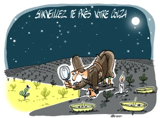 Colza : lutte contre les altises adultes : anticiper, observer et réagir. 