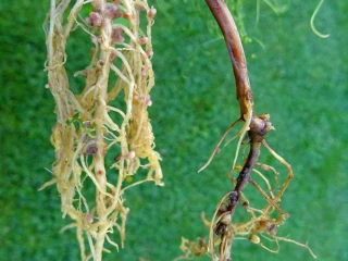 Réussir son implantation de pois d’hiver