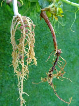 Réussir son implantation de pois d’hiver