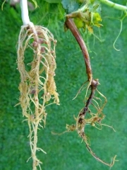 Réussir son implantation de pois d’hiver