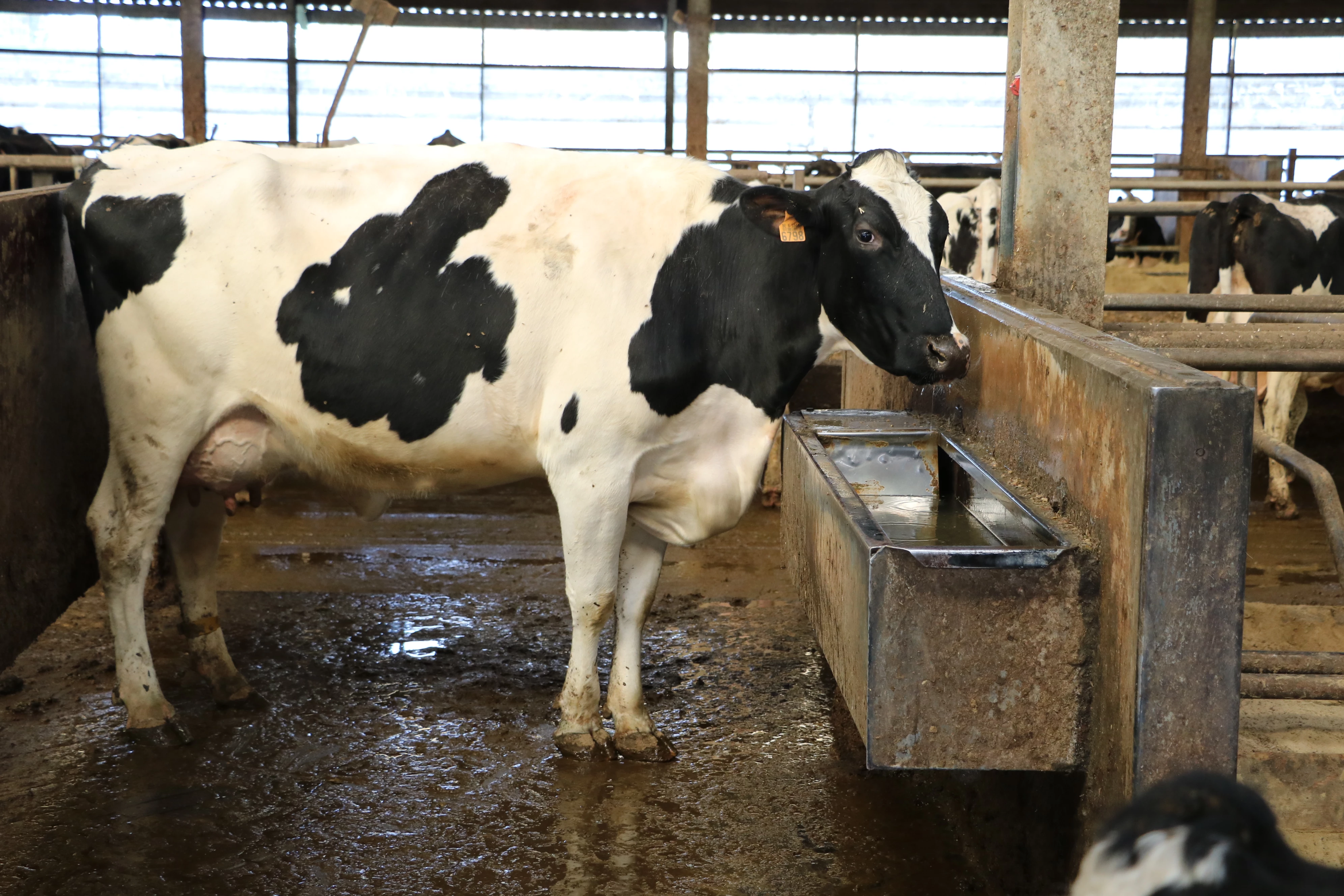 L’abreuvement : un point clef pour la réussite des animaux Articles ...