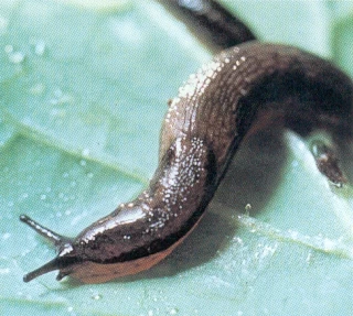 Limaces, pas de pression mais...